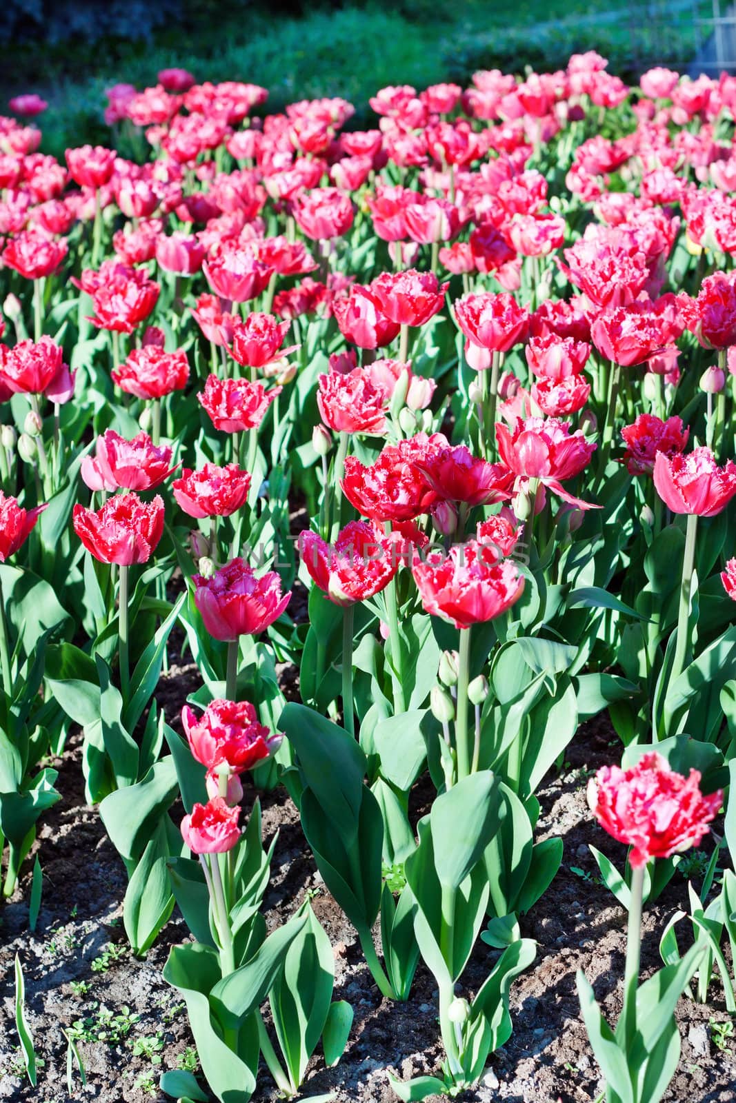 Field with red tulips