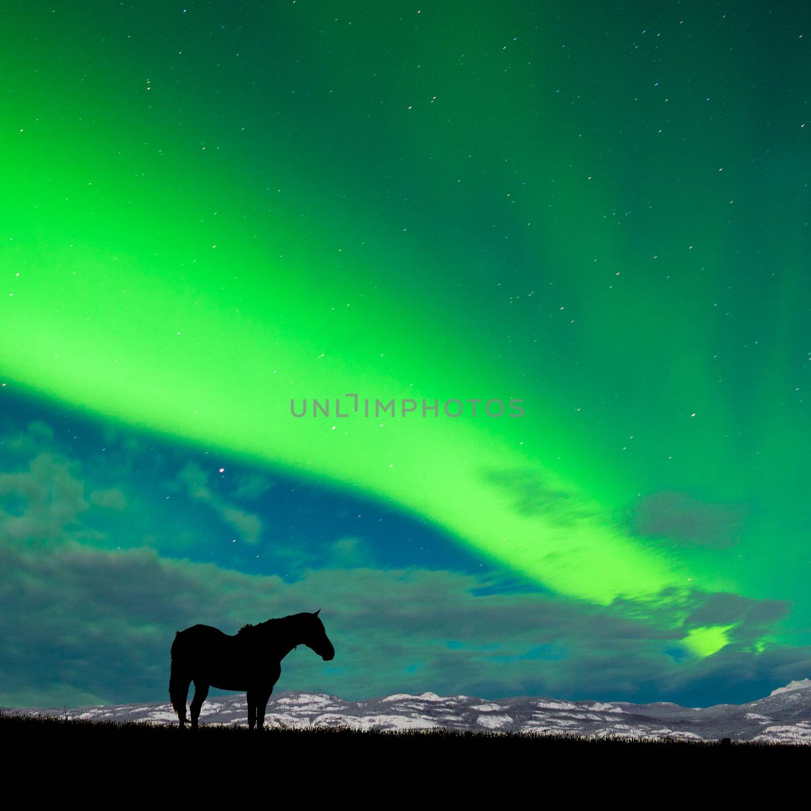 Silhouette of horse on pasture in moon-lit night with distant snowy mountain range and spectacular display of Northern Lights Aurora borealis above on starry night sky