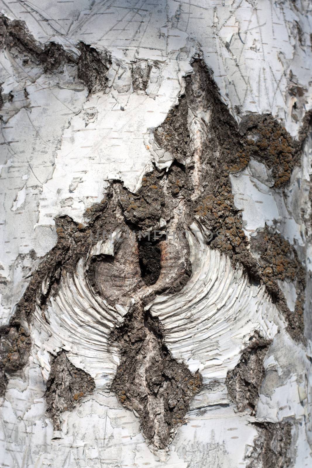 Texture of birch bark, background by schankz