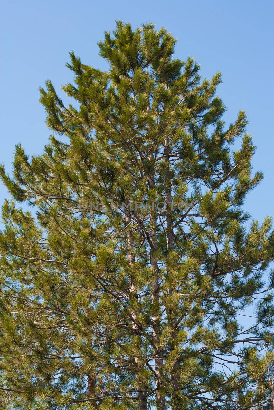 pine against the sky