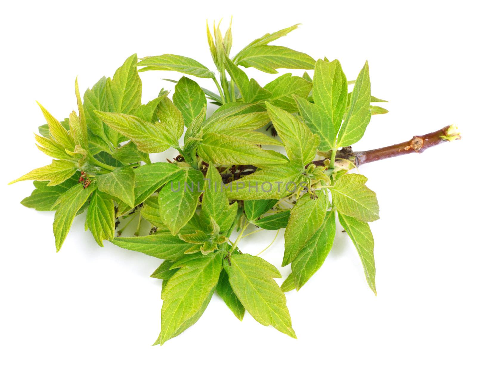 young leaves of maple on a white background