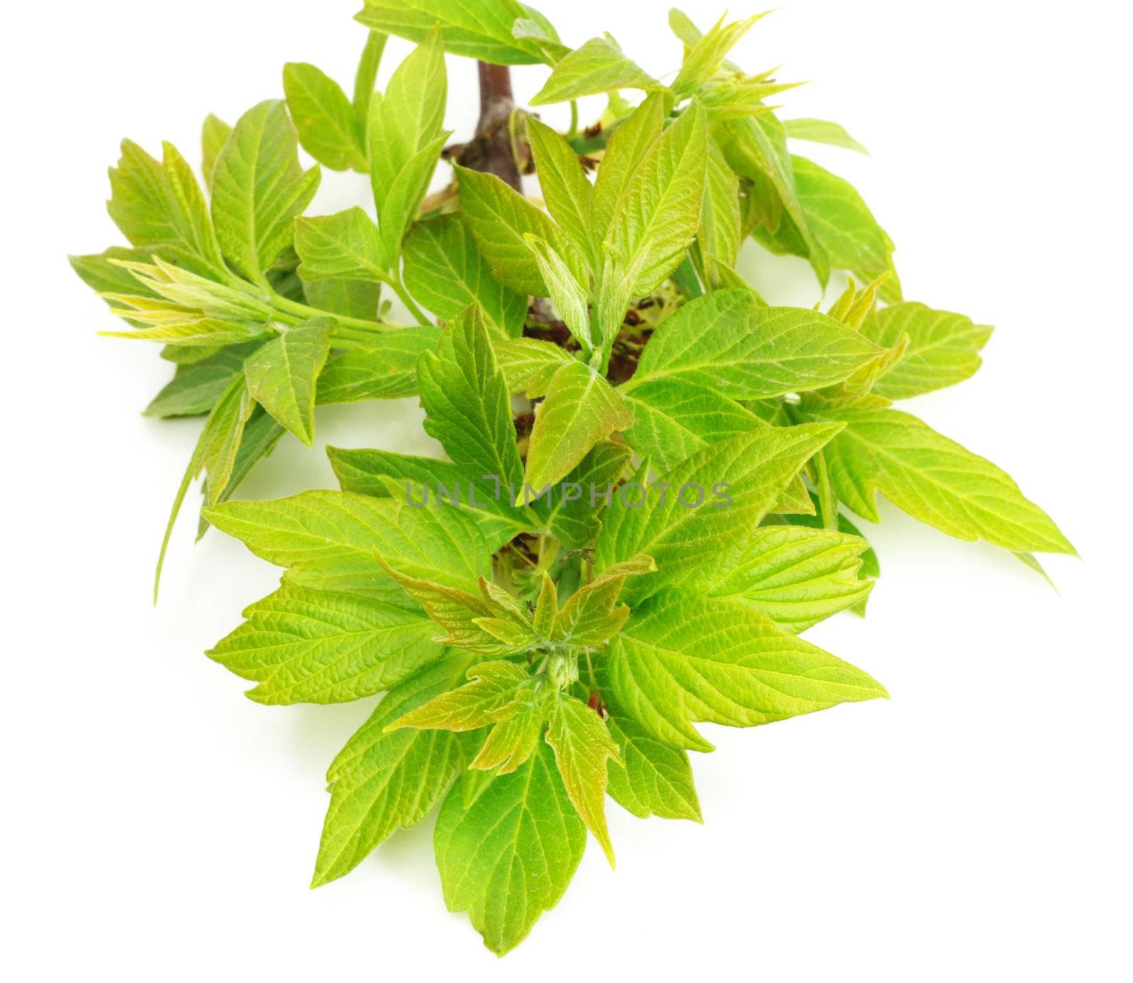 young leaves of maple on a white background