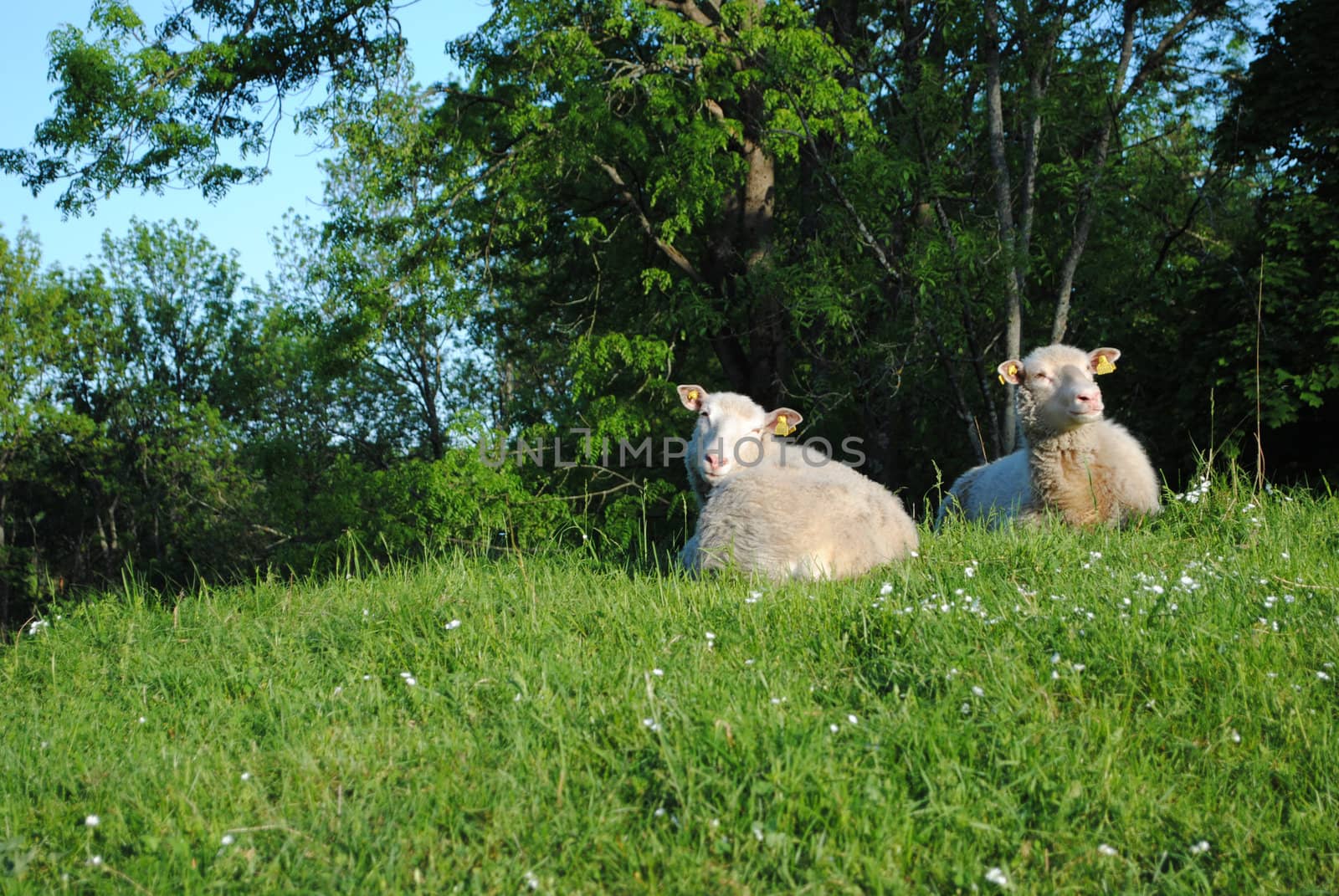 A couple of sheep.