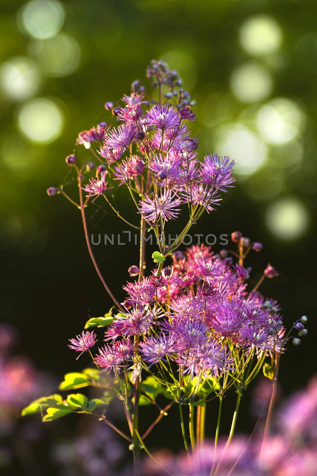 Thalictrum aquilegifolium 'Thundercloud', Greater Meadow Rue or Columbine Meadow Rue in evening sunshine in the garden in spring 