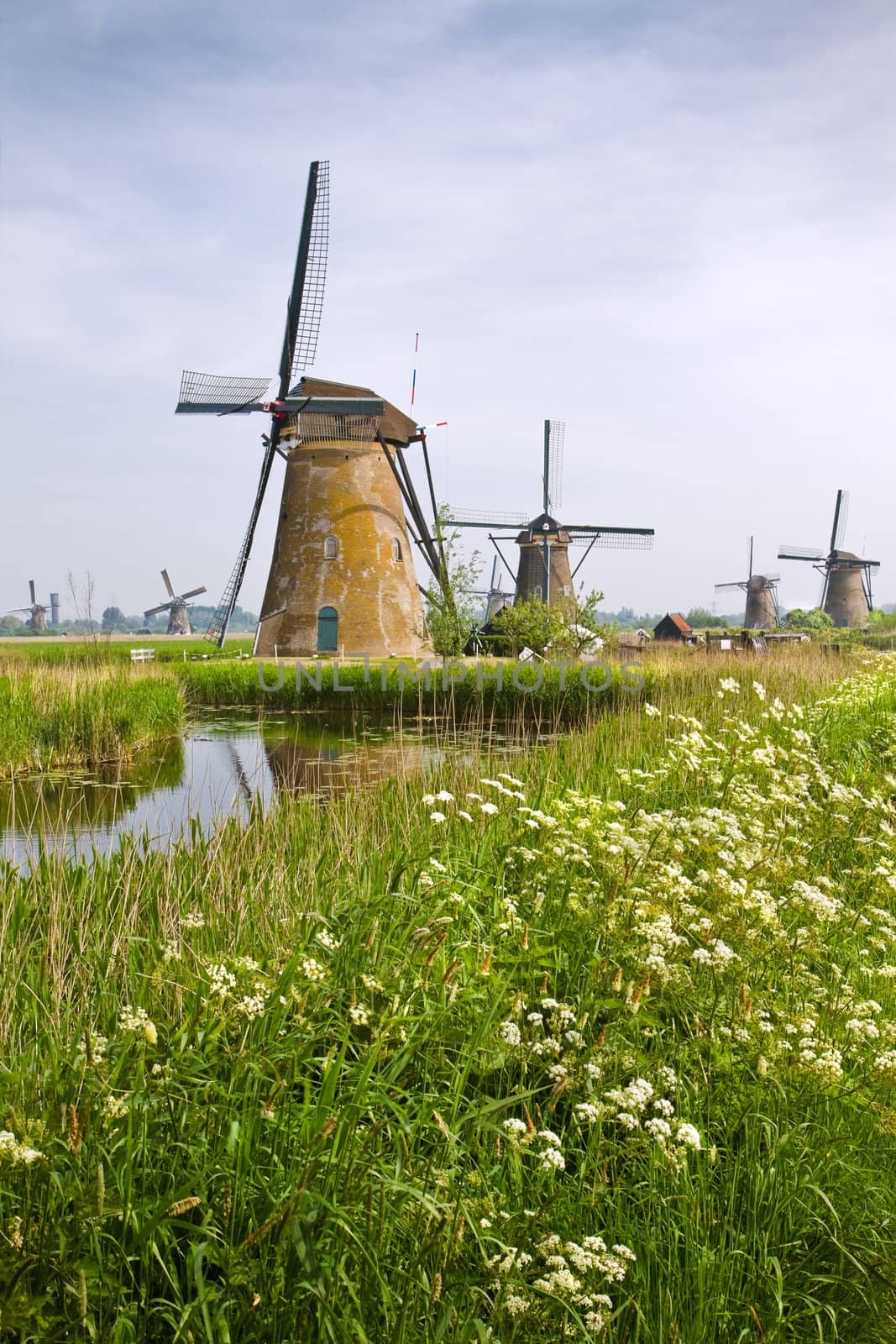 Country landscape with windmills at Kinderdijk, the Netherlands in spring with blooming Cow parsley