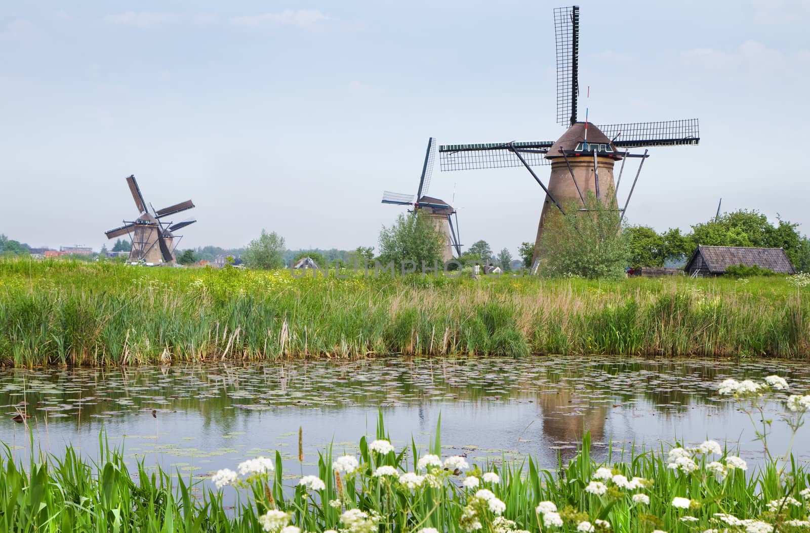 Dutch country landscape with windmills and blooming Cow parsley at the water side in spring at Kinderdijk, the Netherlands