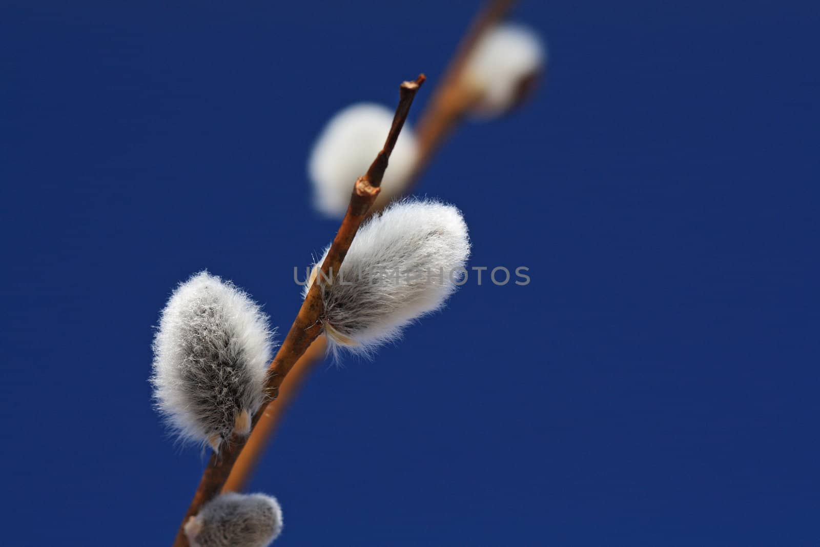 wood buds on blue background