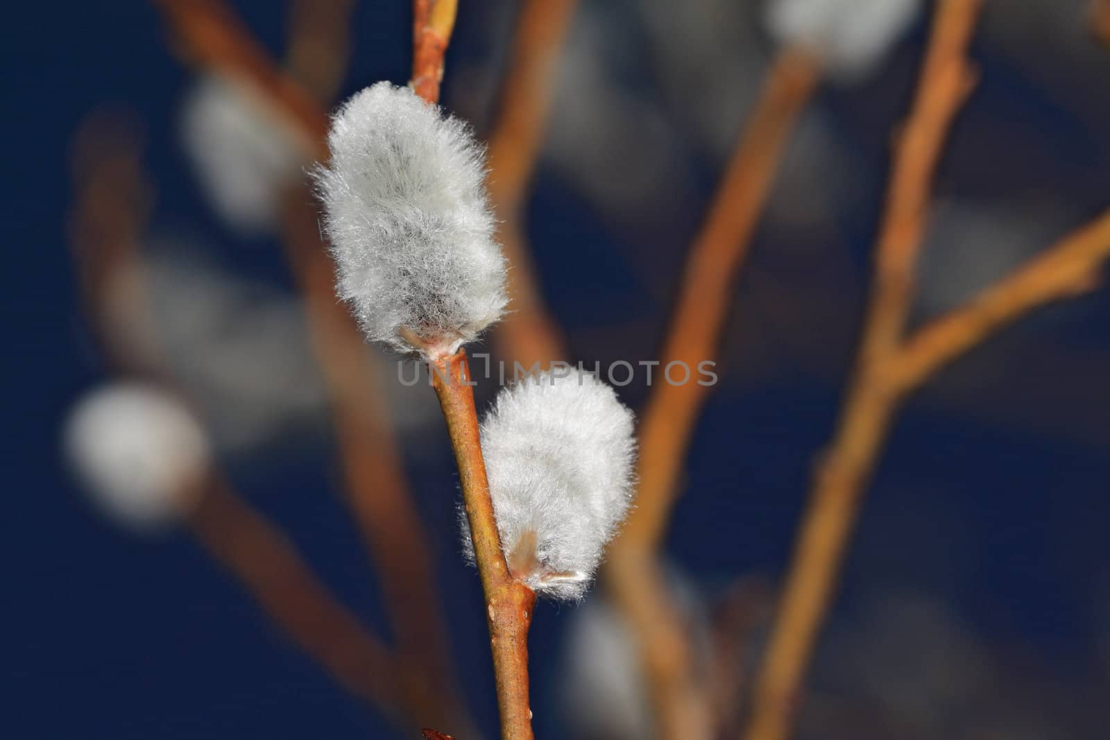 wood buds on blue background