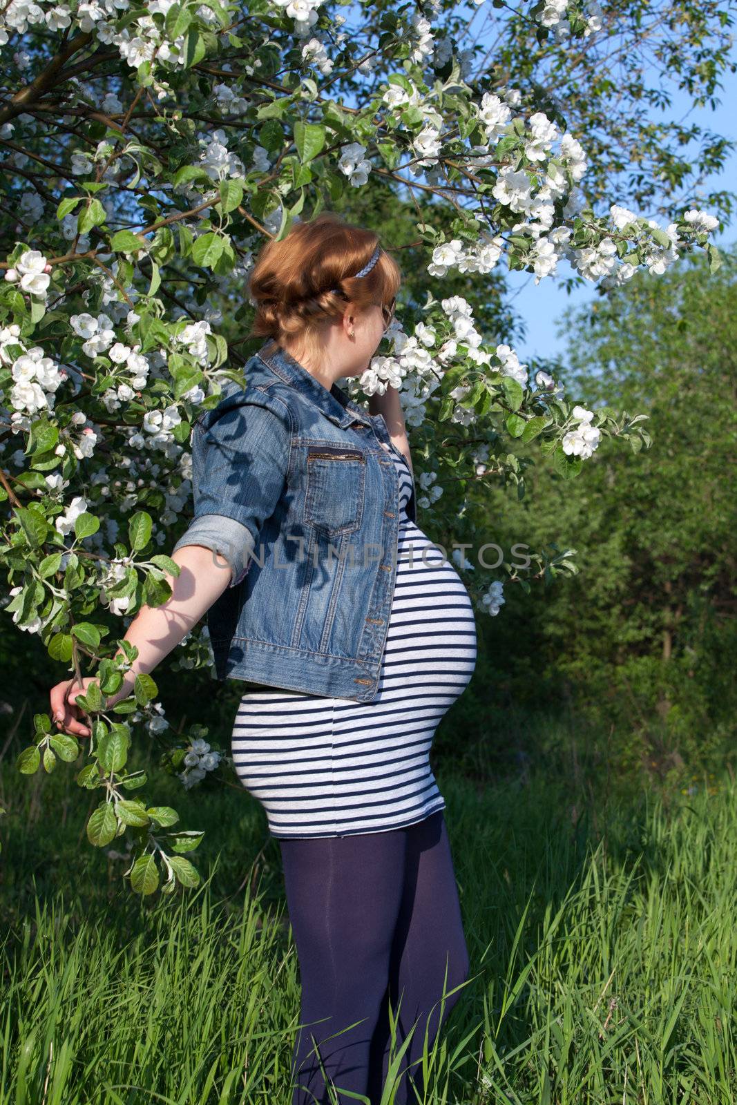 Pregnant woman standing near the blooming apple tree