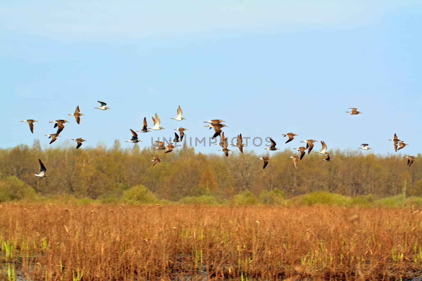 flock snipe on spring marsh