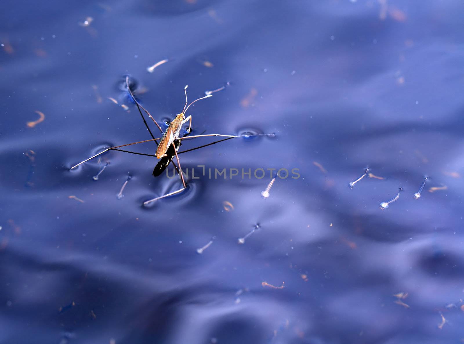 pond skater on blue water