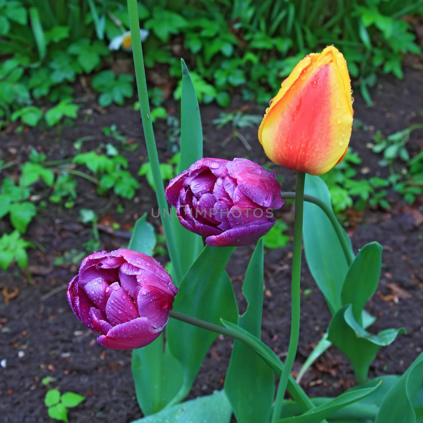 varicoloured tulips with rural garden