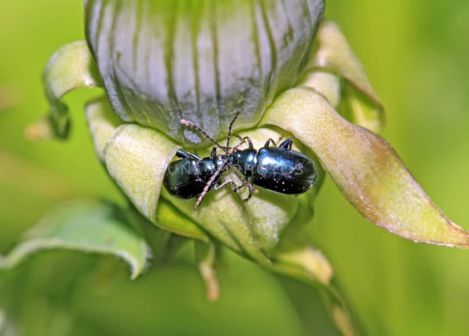 blue bug on green herb