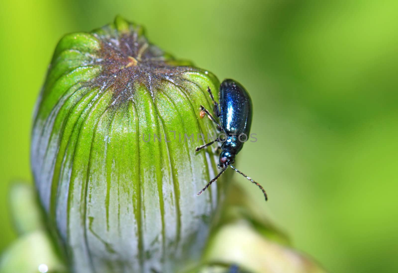 blue bug on green herb