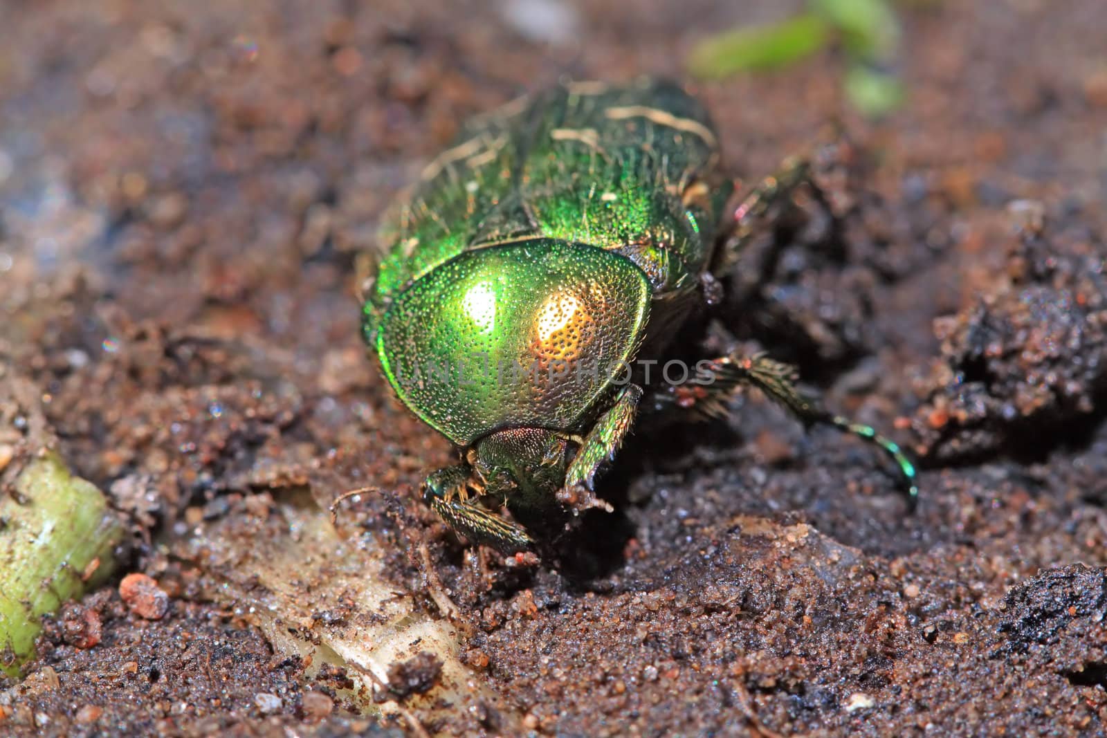 cockchafer