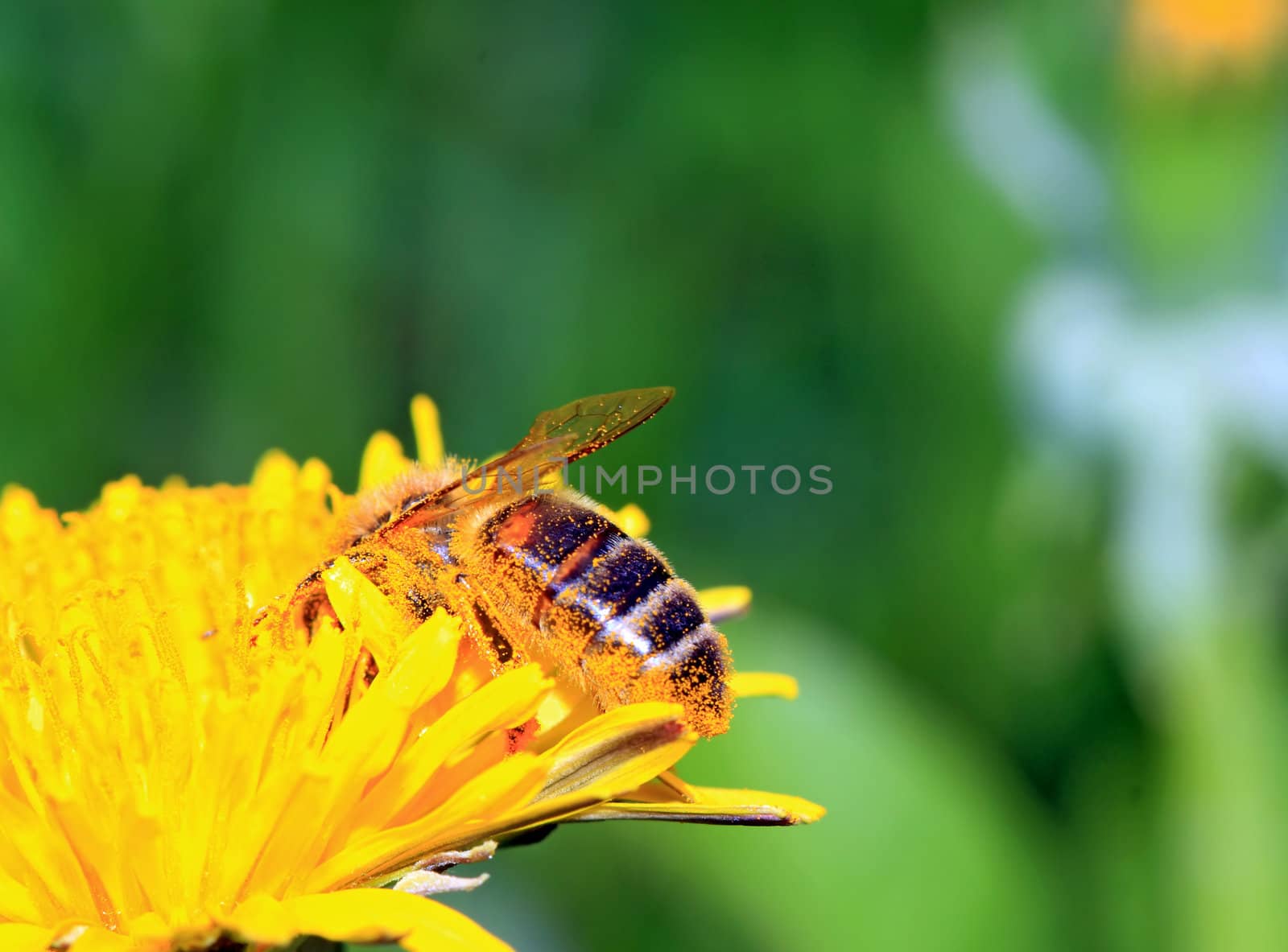 insect on yellow flower on spring field