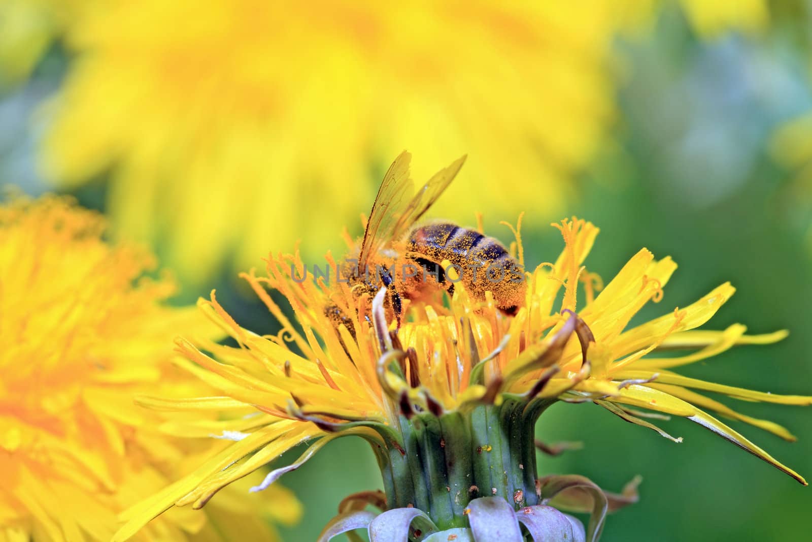 insect on yellow flower on spring field