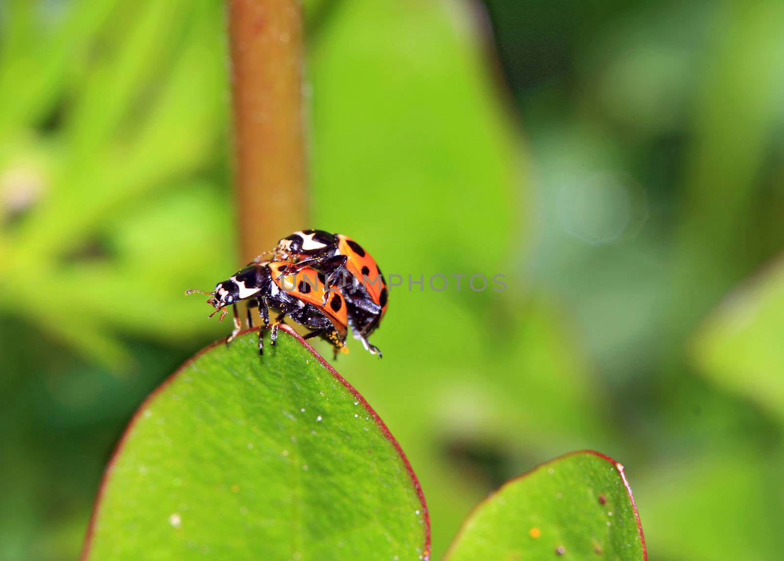 two ladybug on green sheet