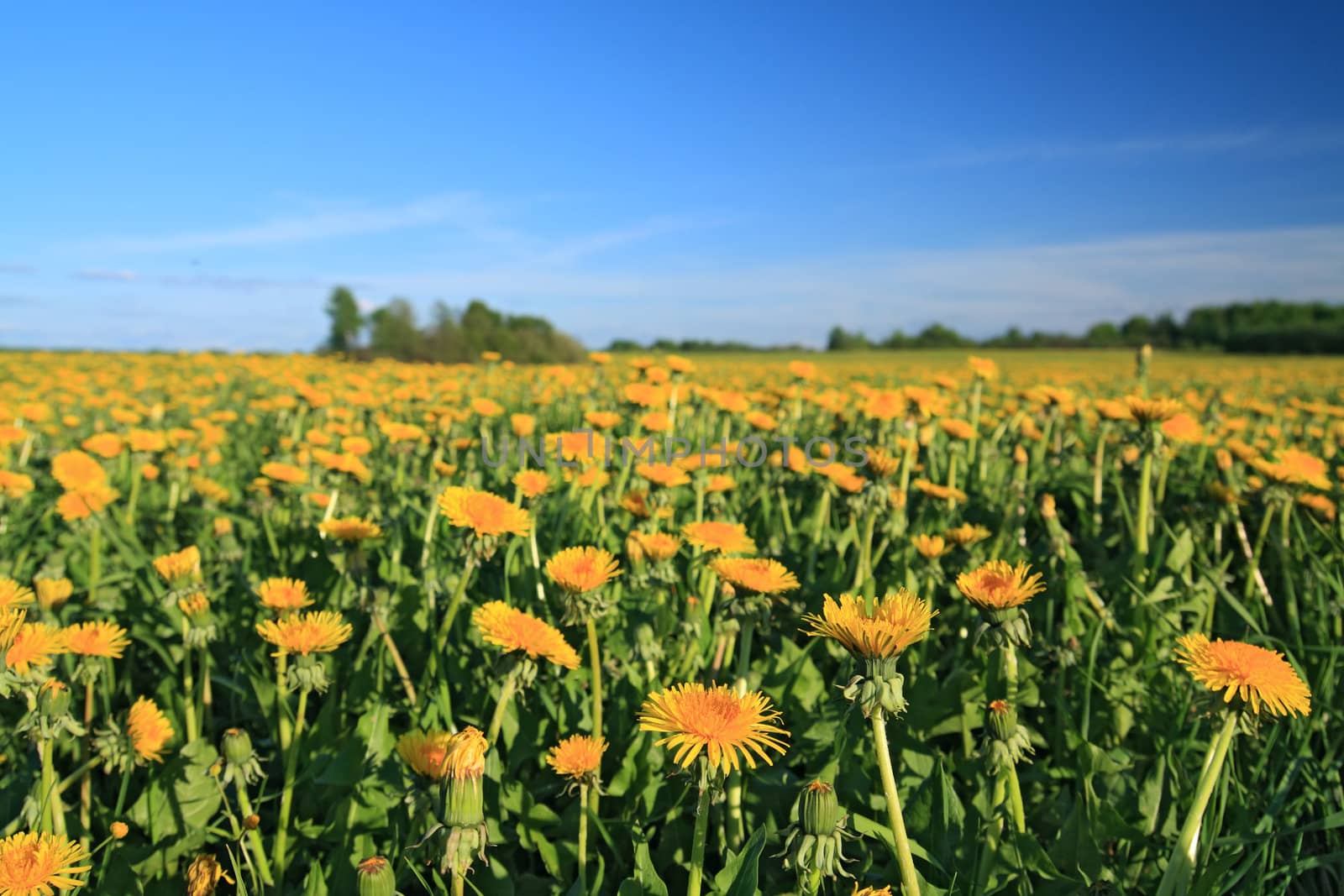 yellow dandelions on spring field