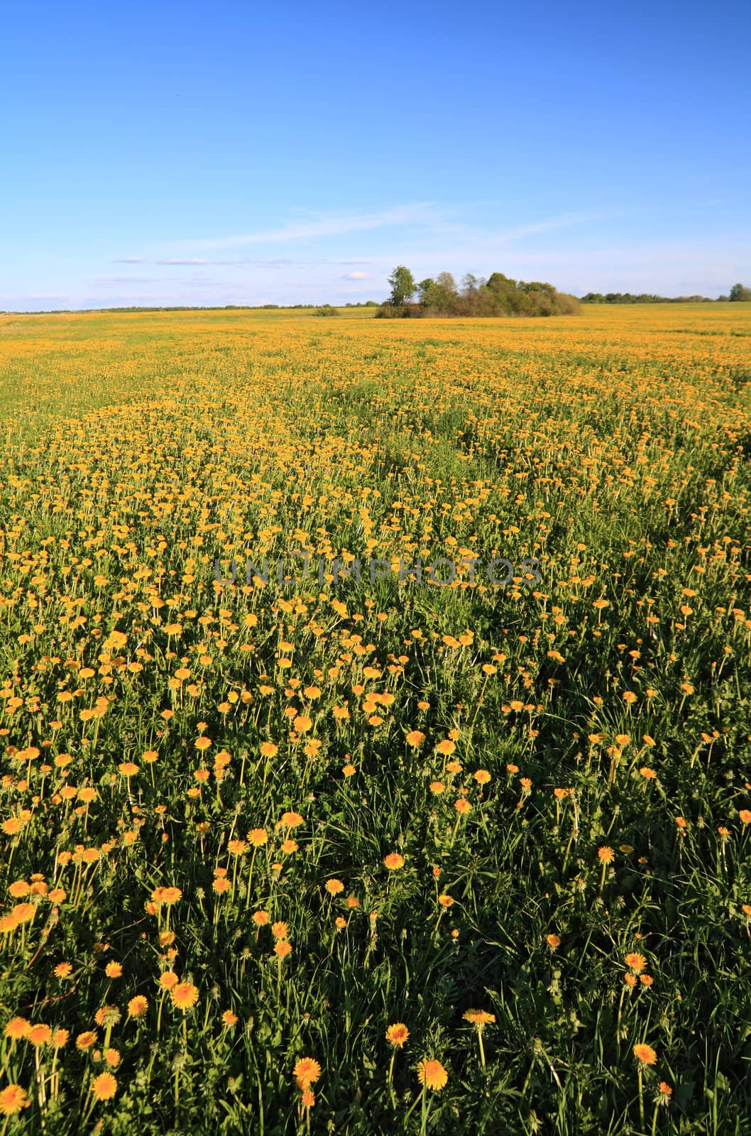 yellow dandelions on spring field