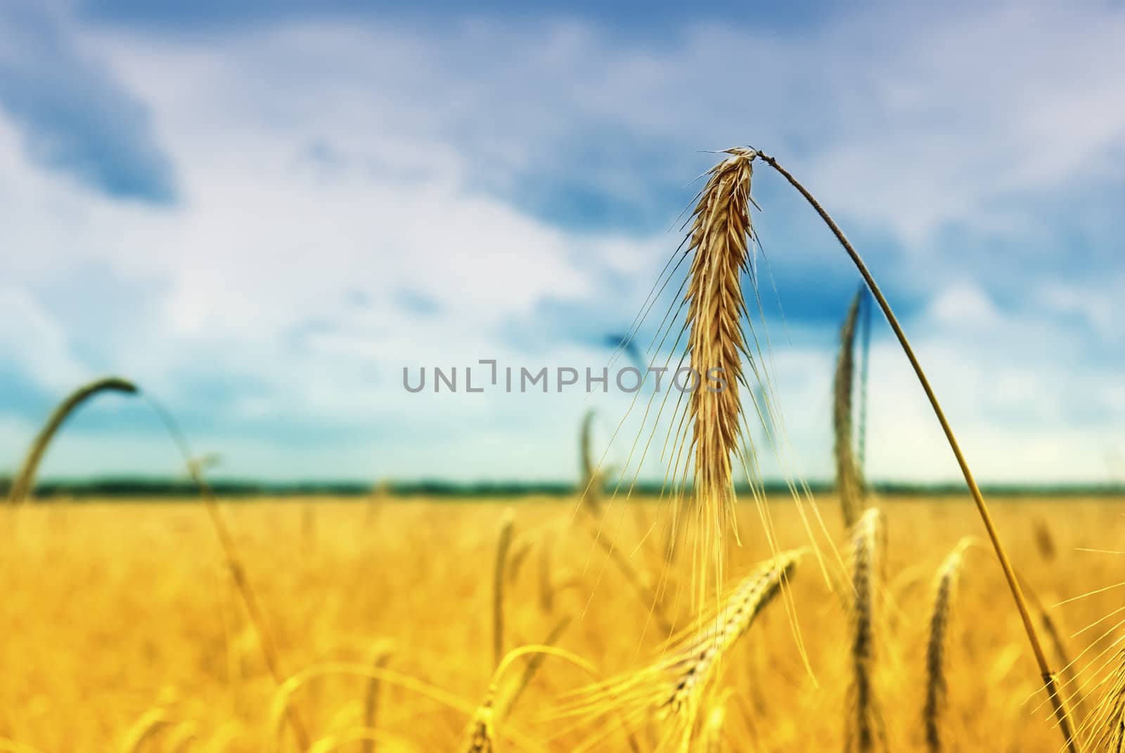 Ripened spikes of wheat field against a  sky 