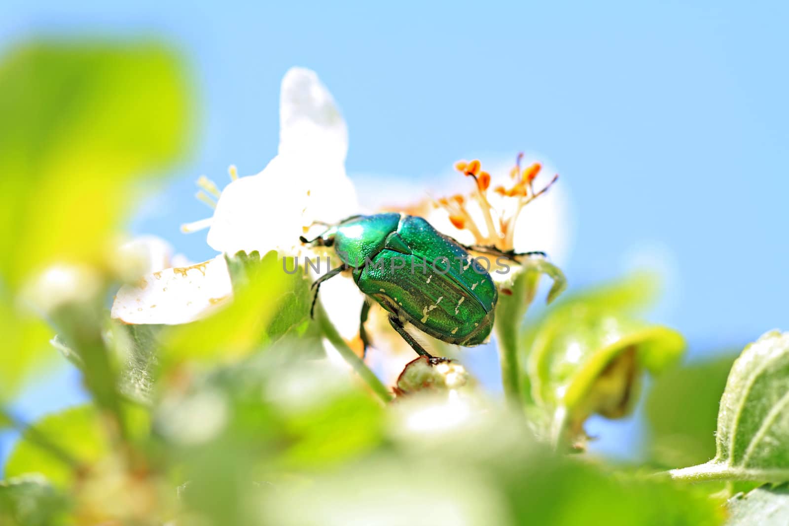 cockchafer on white flower of the aple trees