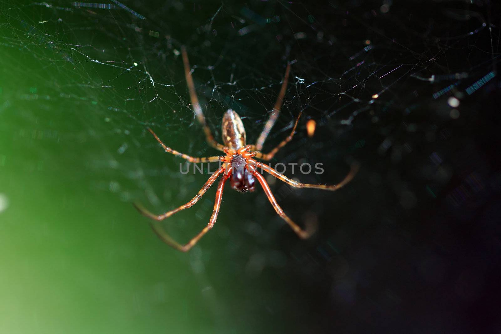 red spider on green background