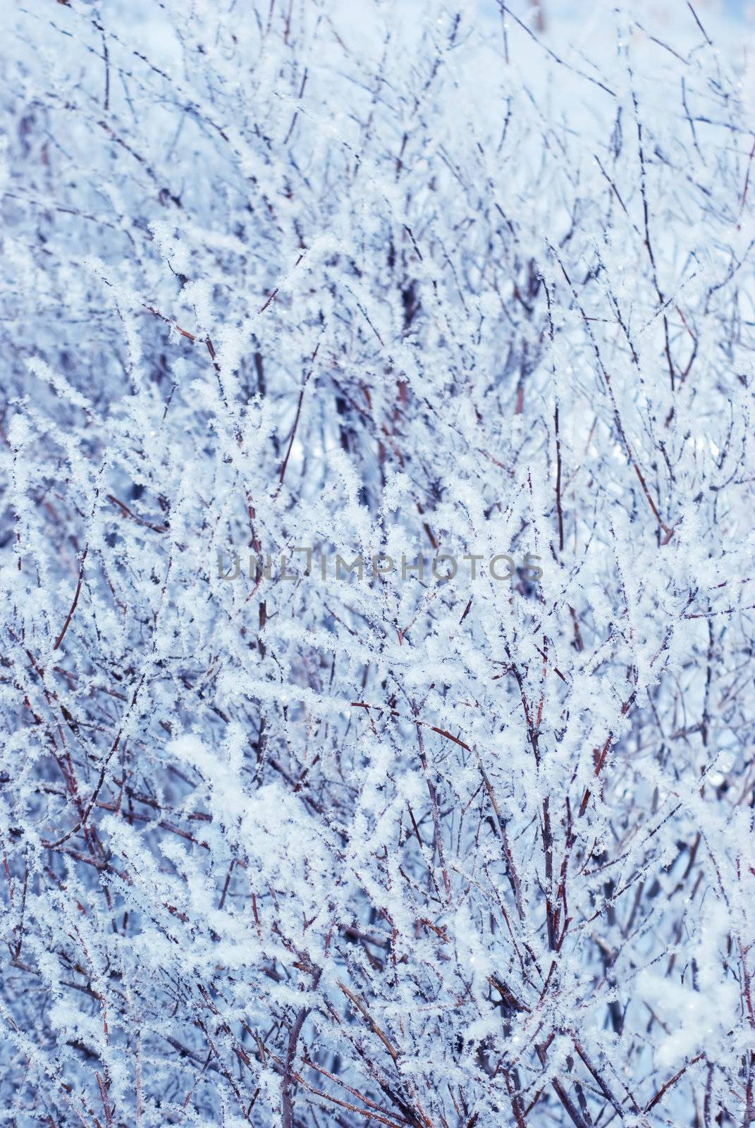 Winter forest- snow and beautiful icy bush