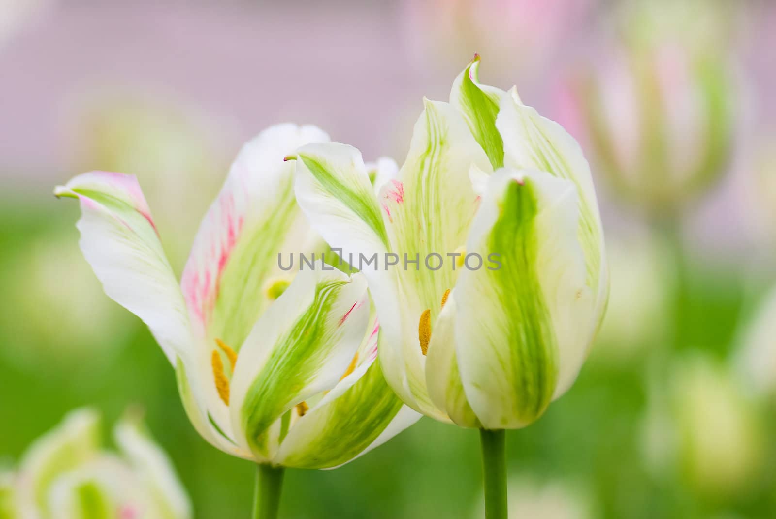 Tulips flower shot from below close up with tulip background pattern 