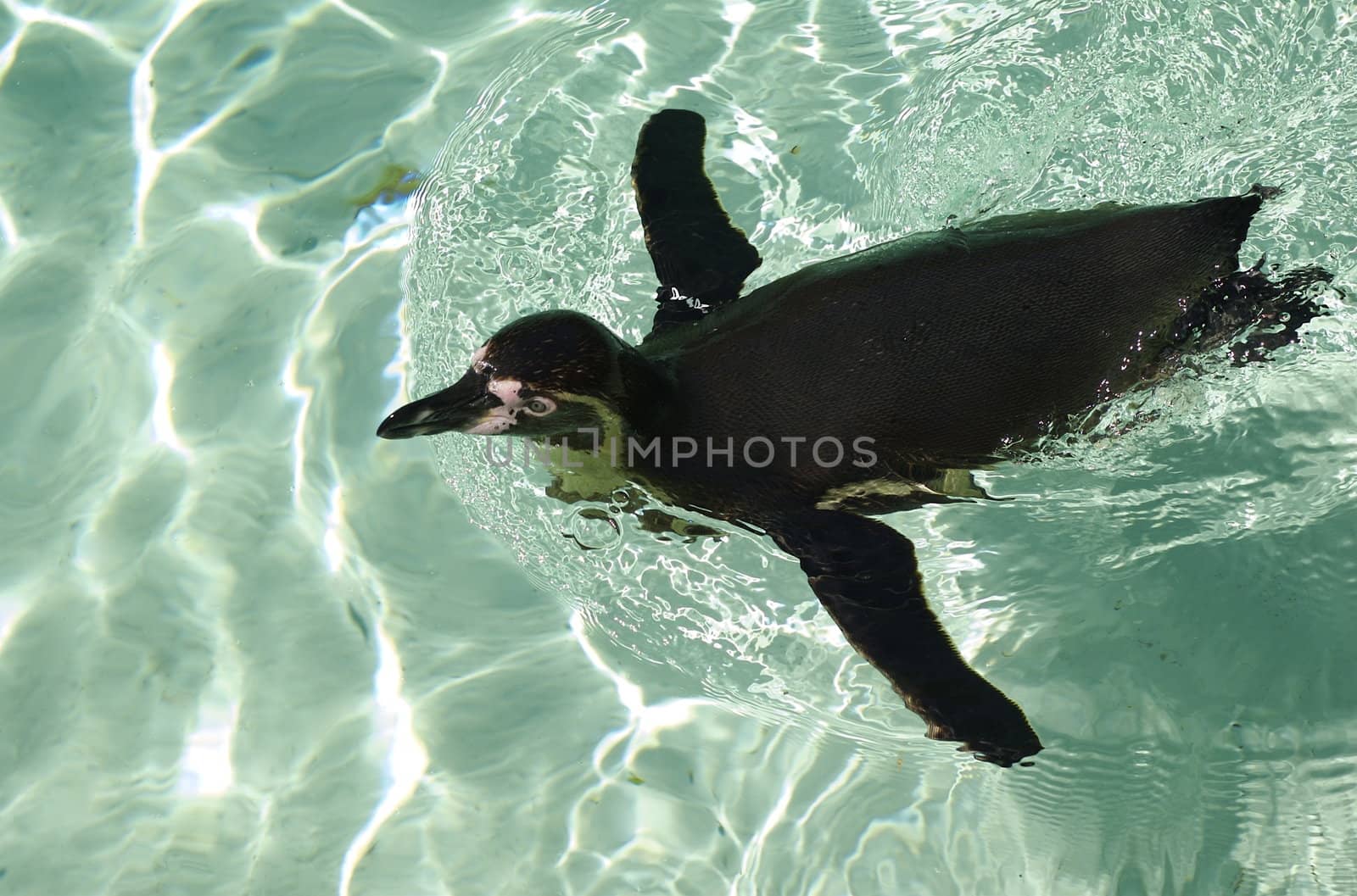 Swimming Penguin by PrincessToula