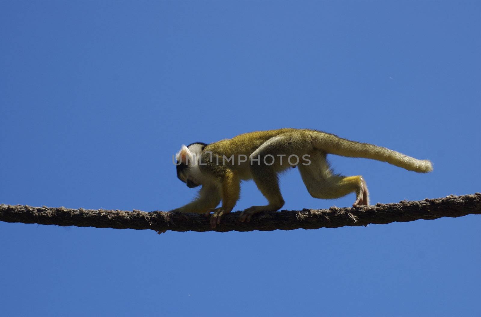 Monkey walking on a rope against a deep blue sky with copy space