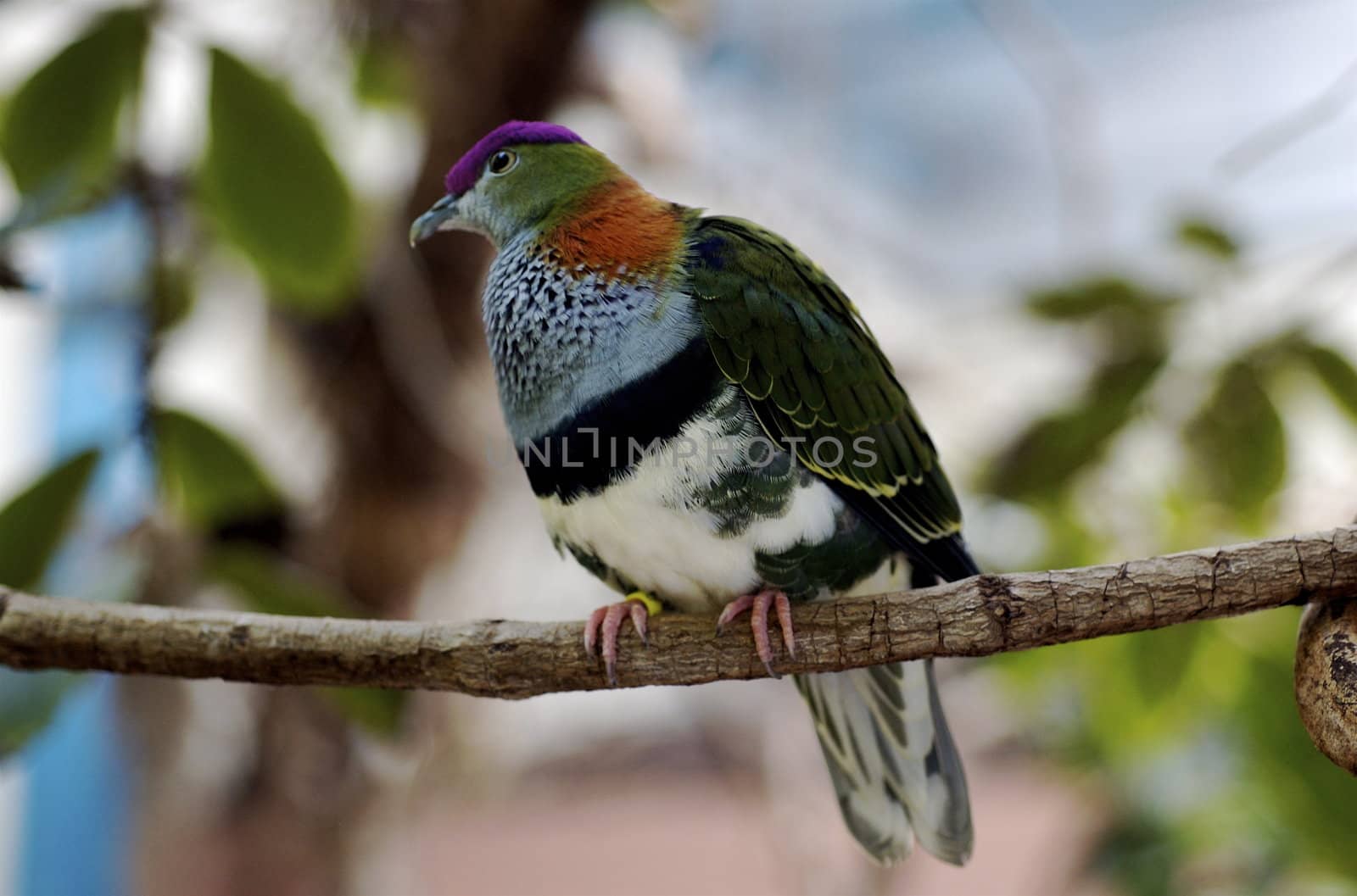 Multicolored tropical bird perched on a branch