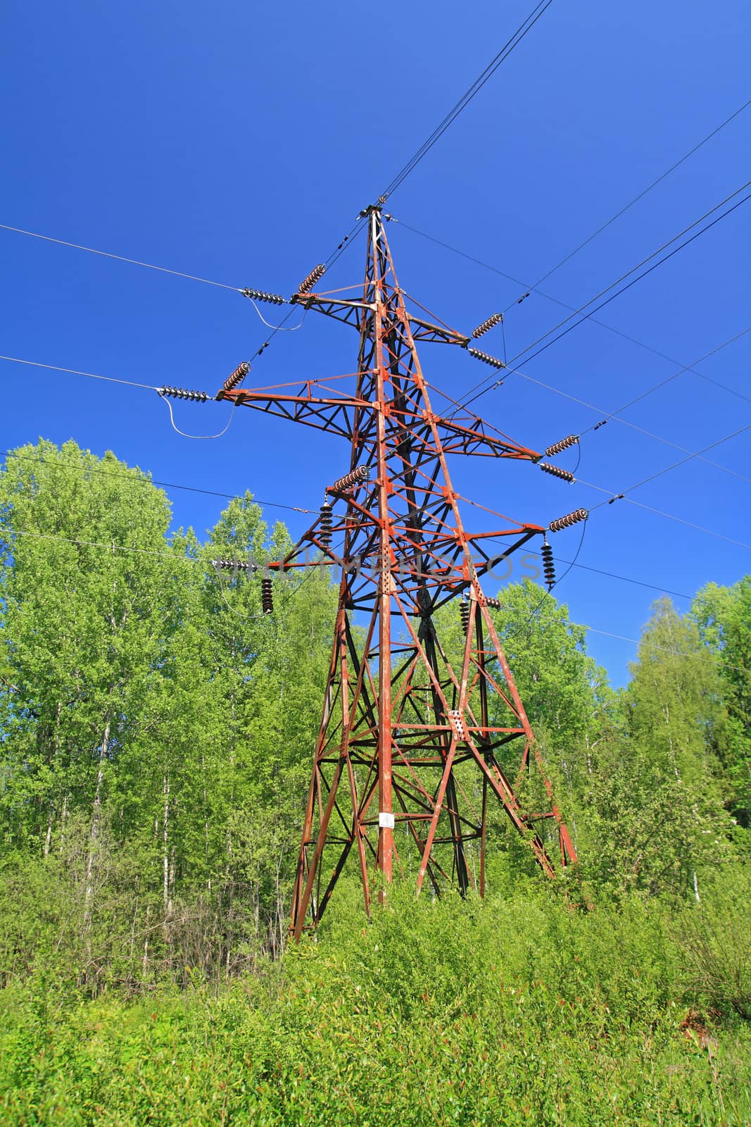 electric pole amongst green wood