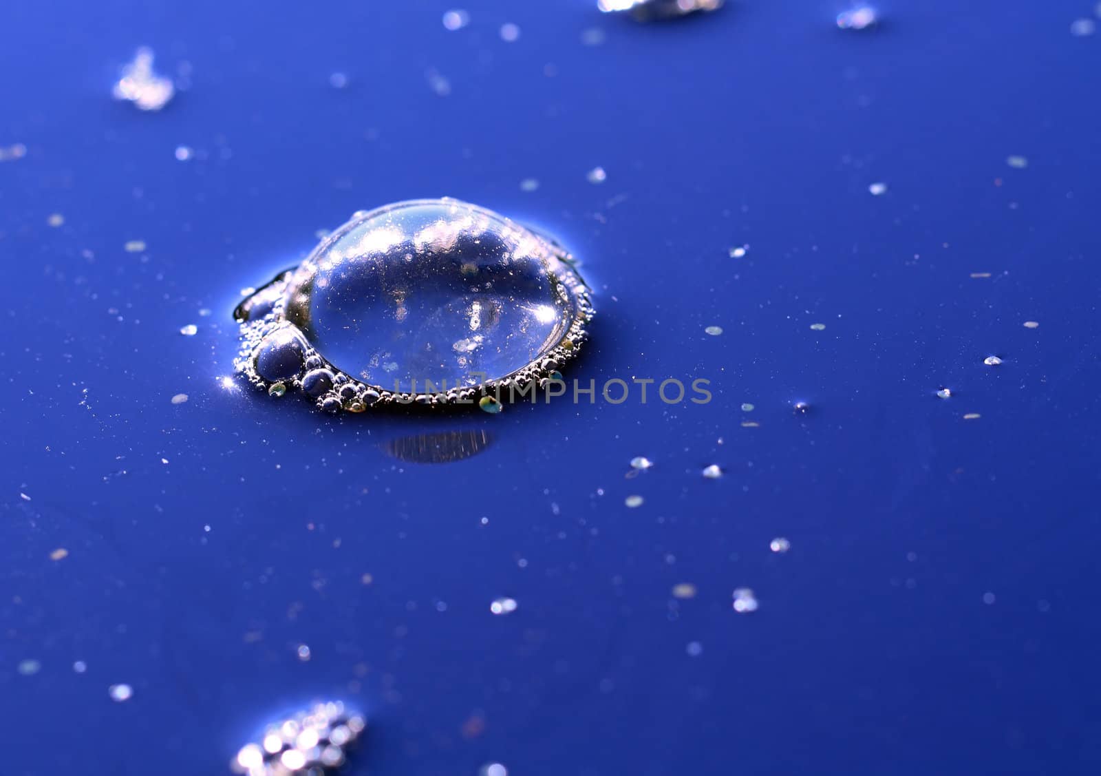 blue bladder on water surface