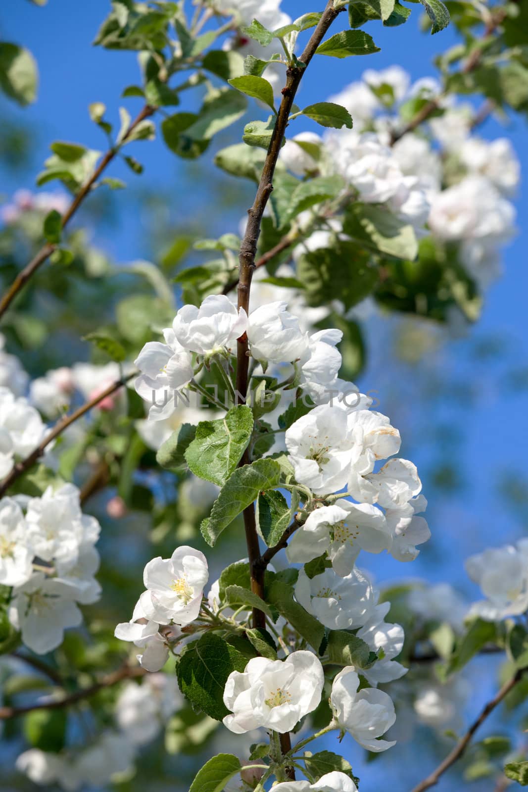 Flowers Blooming Apple Tree on Blue Sky