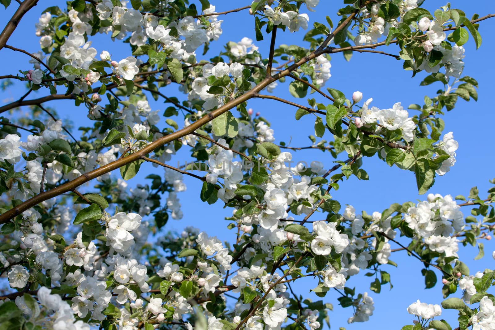 Flowers Blooming Apple Tree on Blue Sky