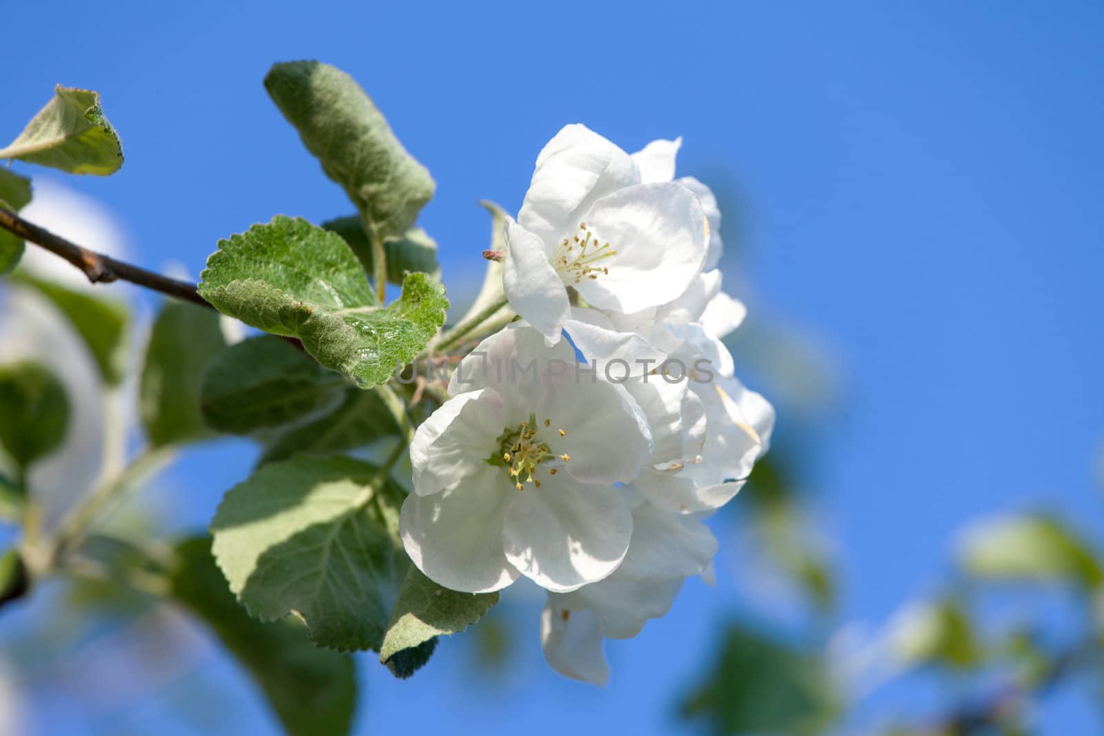 Flowers Blooming Apple Tree on Blue Sky