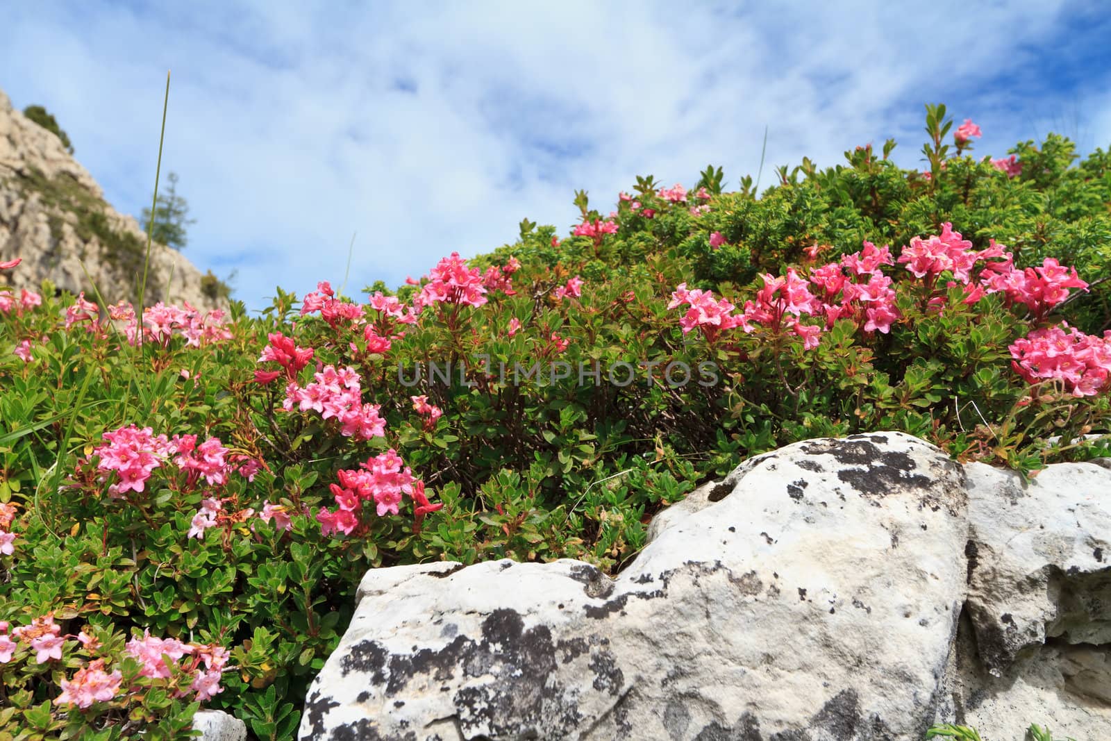 alpine landscape on summer with rhododendron plants between rocks