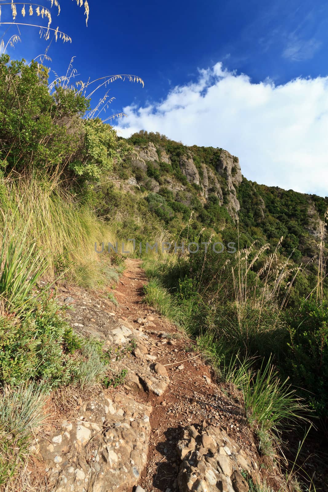 pathway between Mediterranean vegetation in Portofino Natural Park, Italy