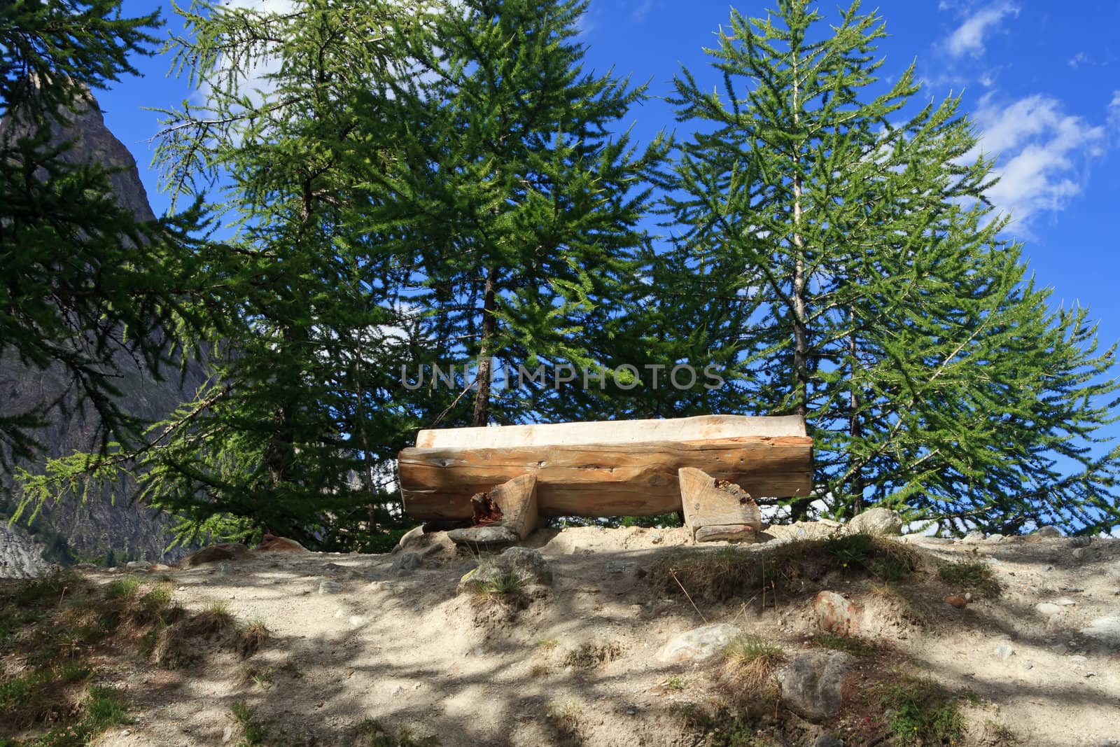 wooden bench betwwen trees in Italian Alps