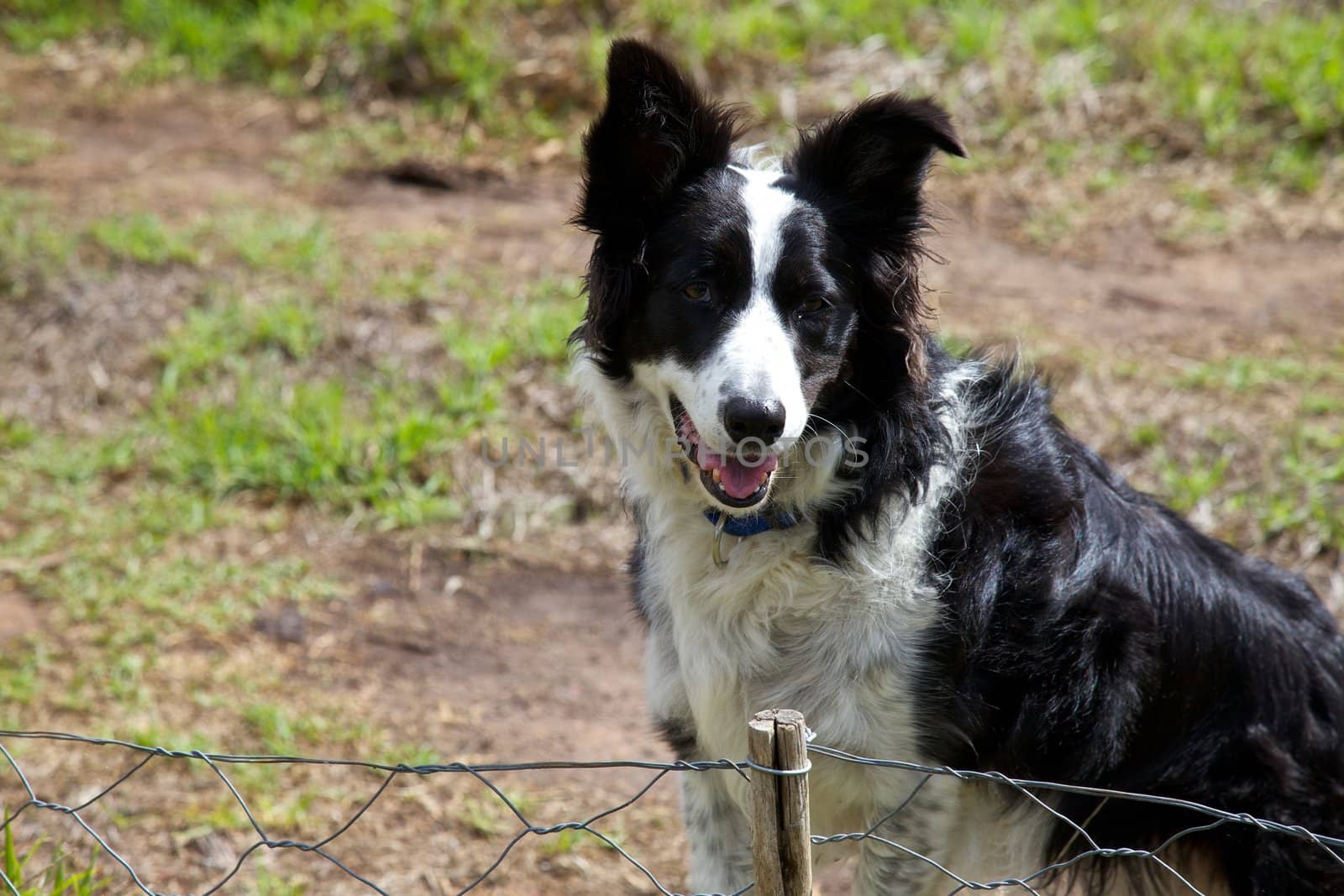 Happy boarder collie waiting at a fence