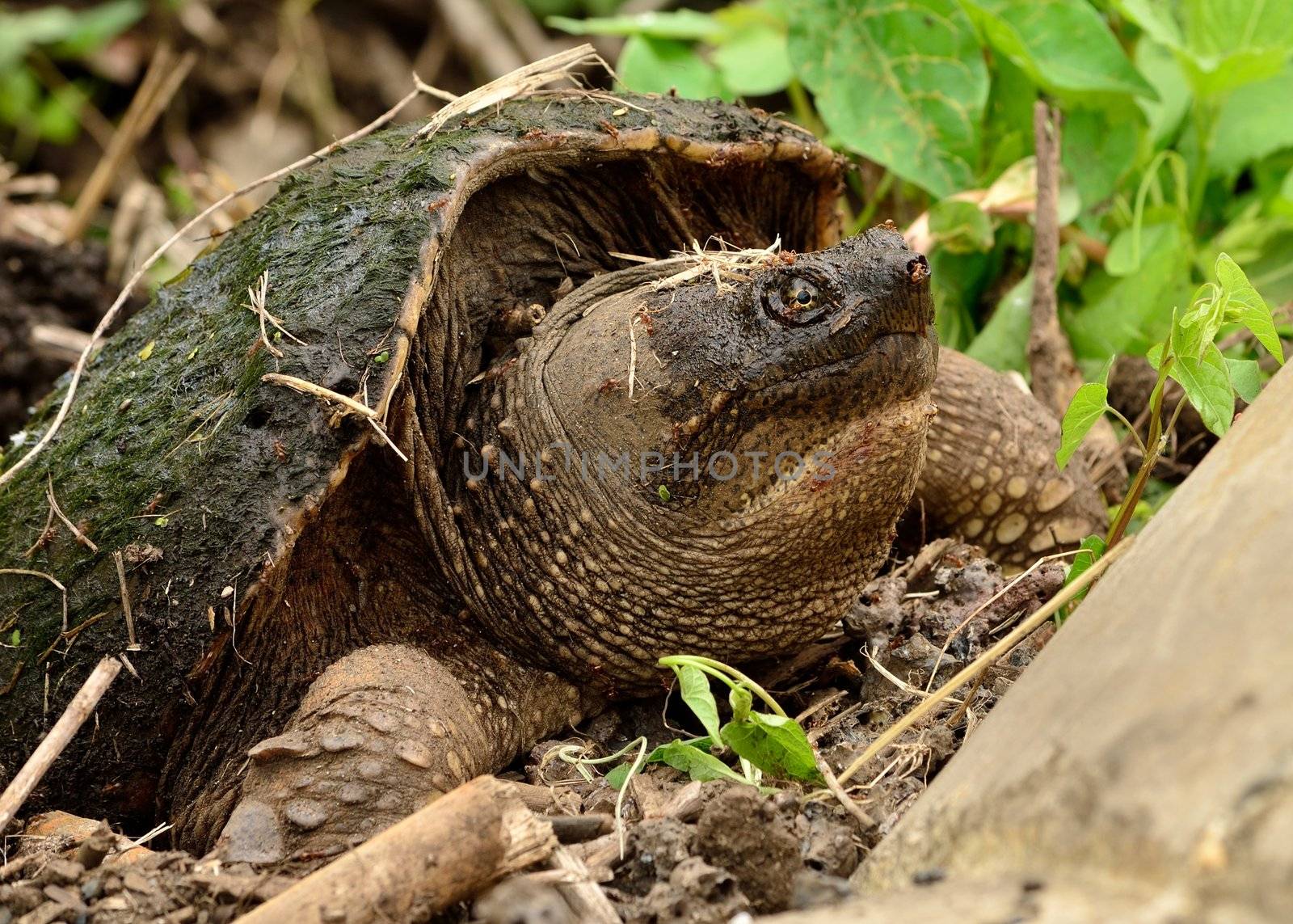 Snapping Turtle laying eggs in an ant hill and covered with ants.