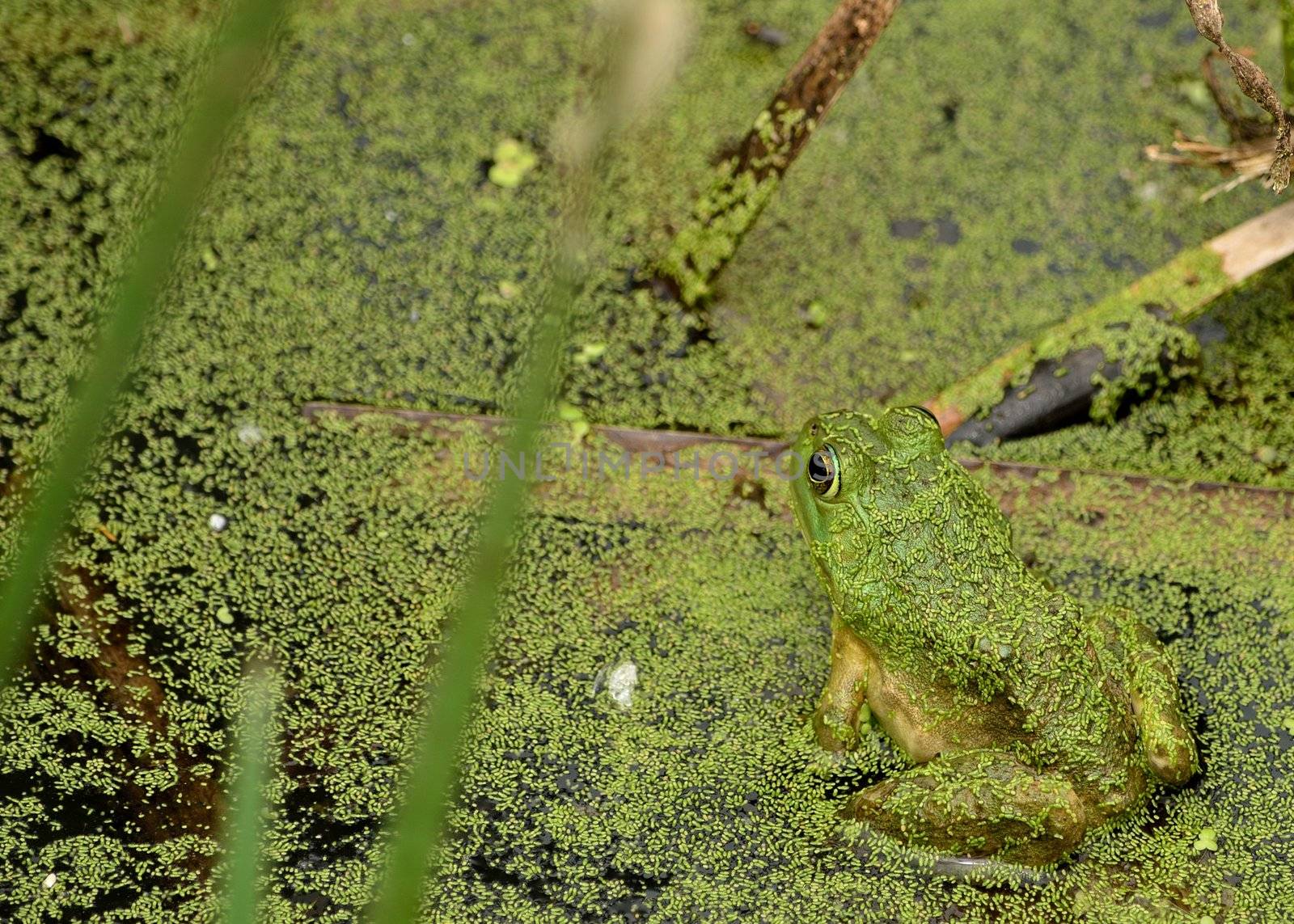 Bullfrog sitting sitting on a log in a swamp.