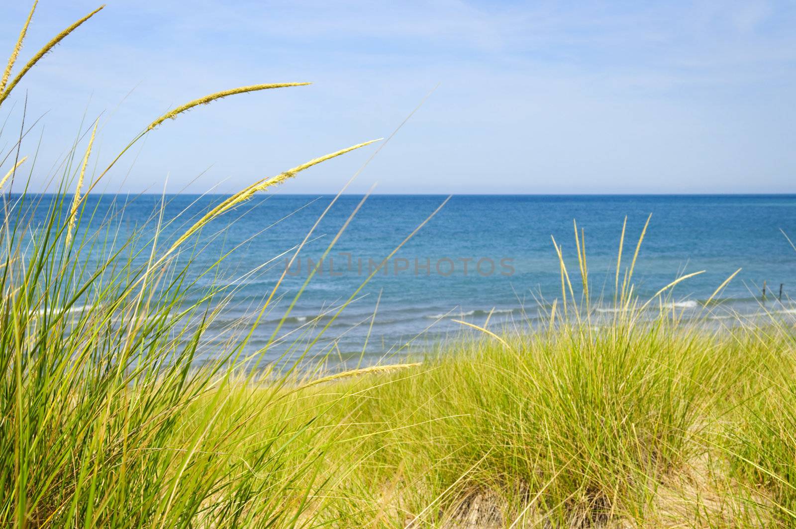 Grass on sand dunes at beach. Pinery provincial park, Ontario Canada