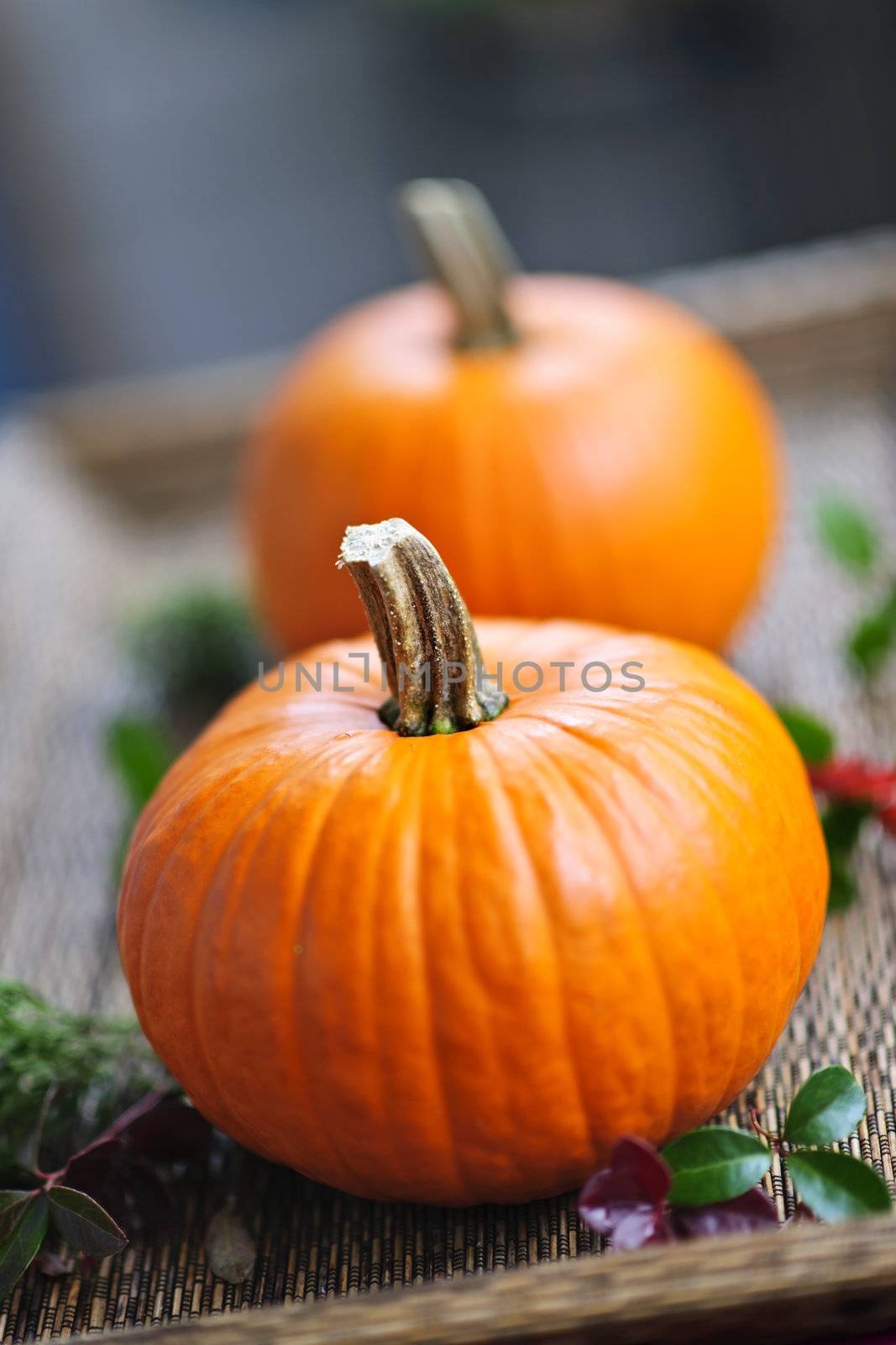 Two orange pie pumpkins at fall harvest