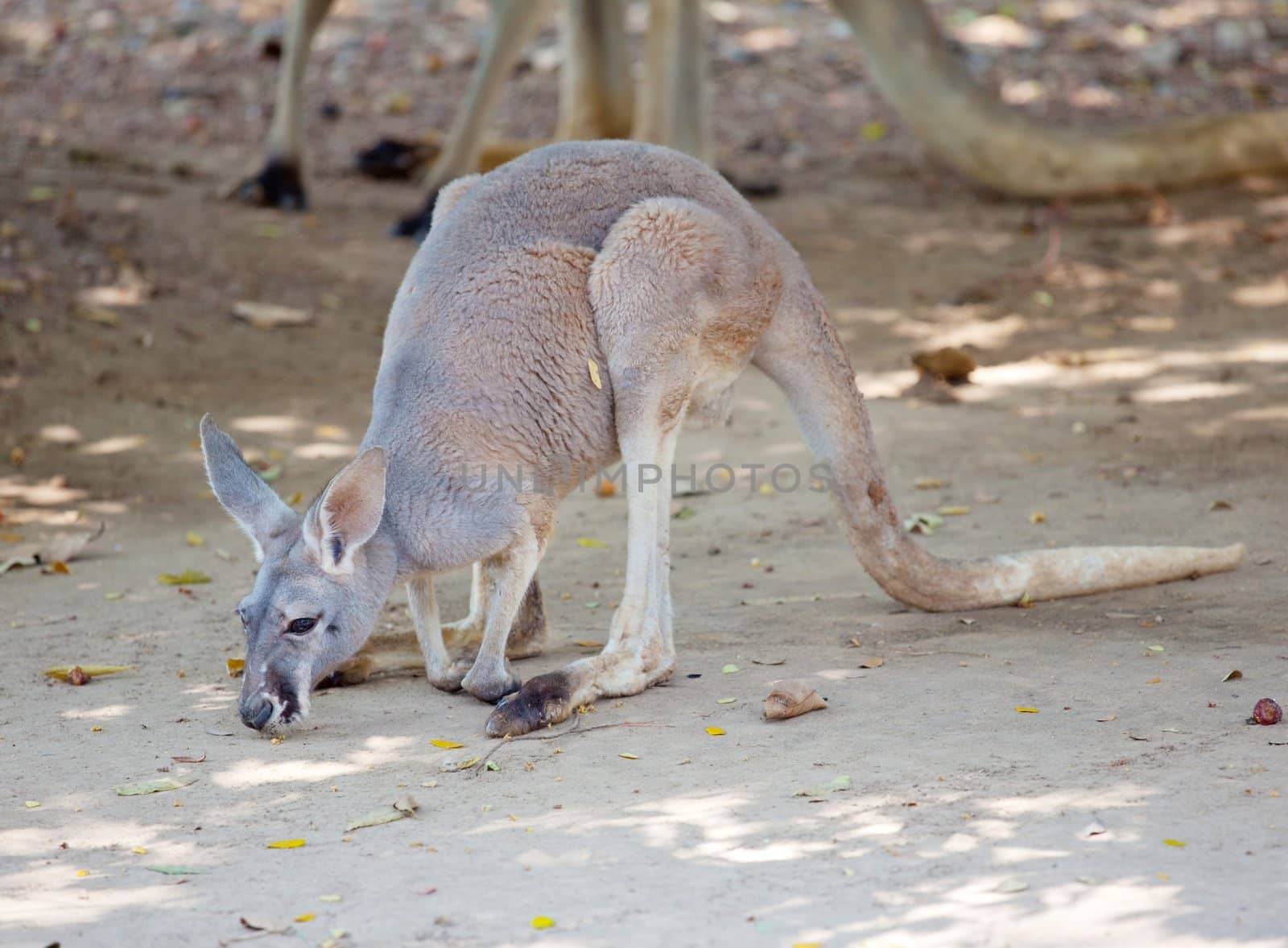Grey Kangaroo in the park