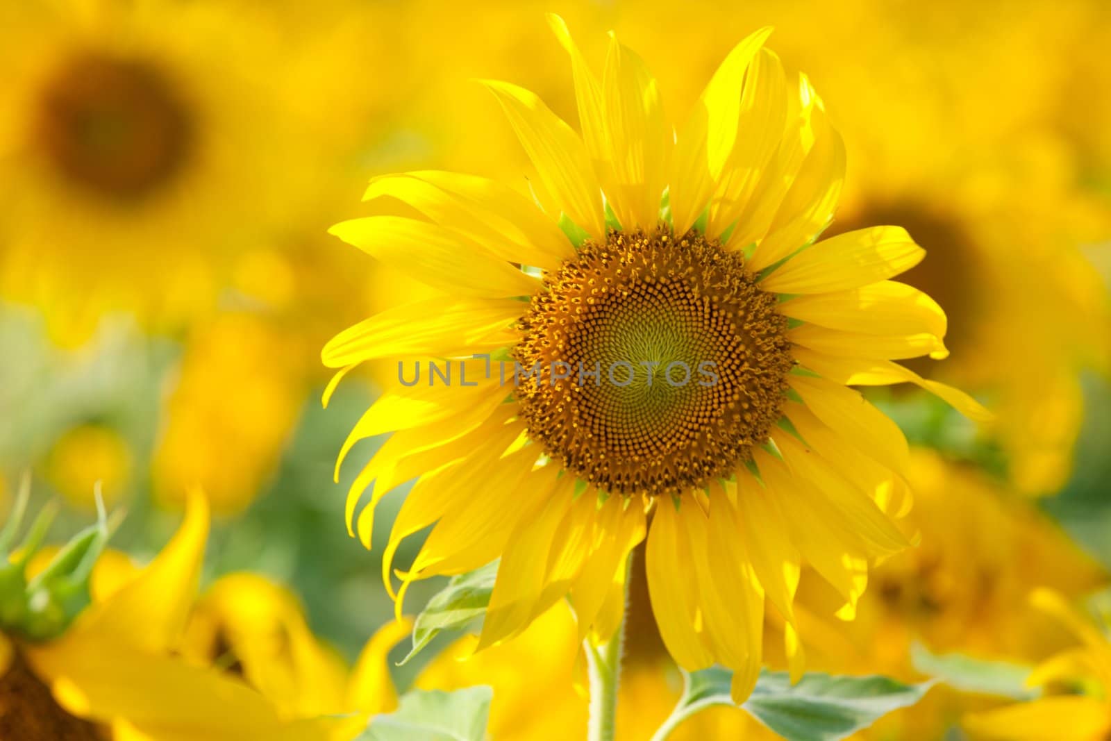 Sun flower in the countryside