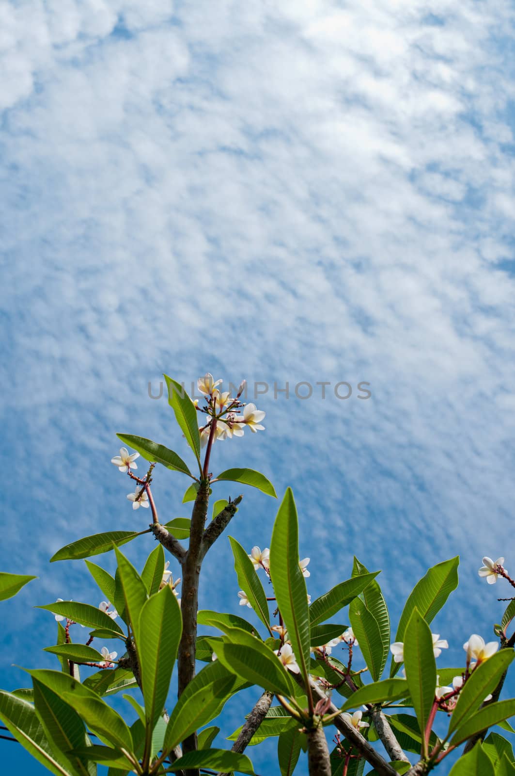 frangipani flowers and  blue sky