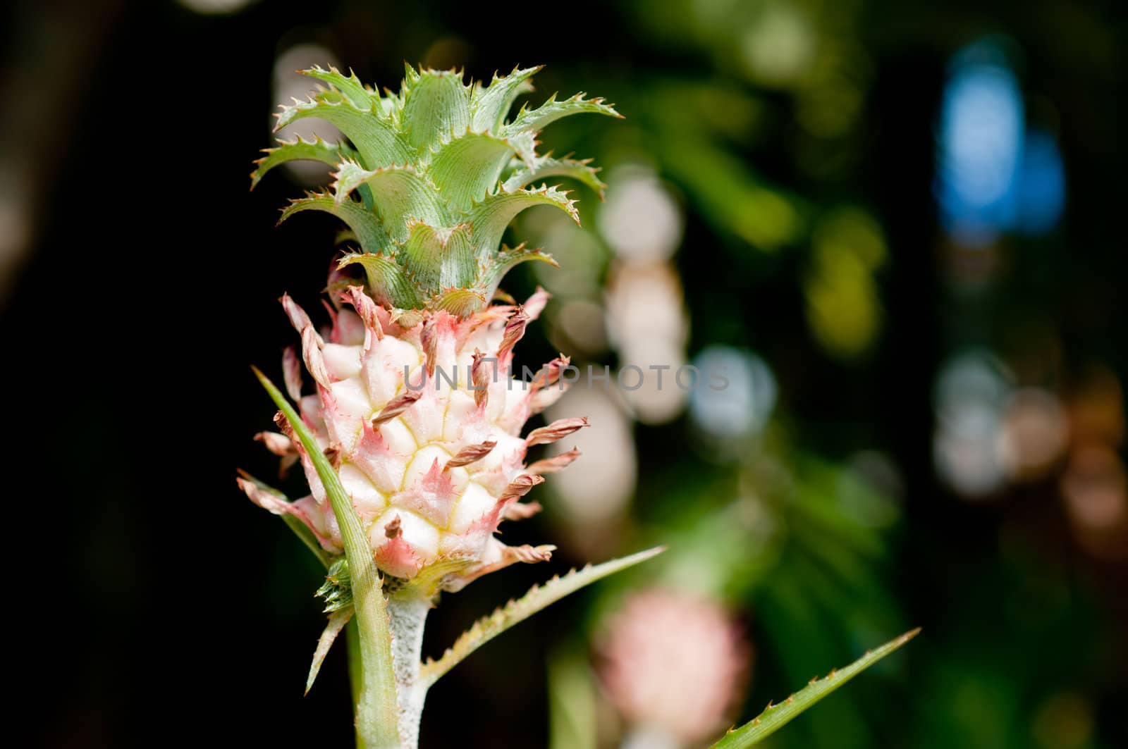 Young pineapple tree with small