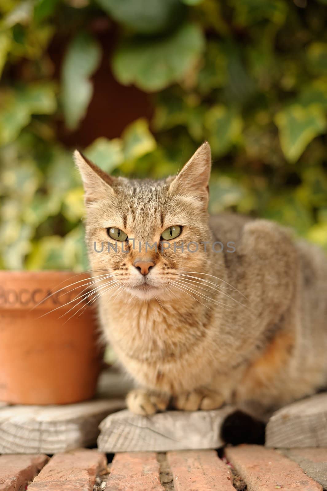 The glance of a beautiful cat along the road of Florence